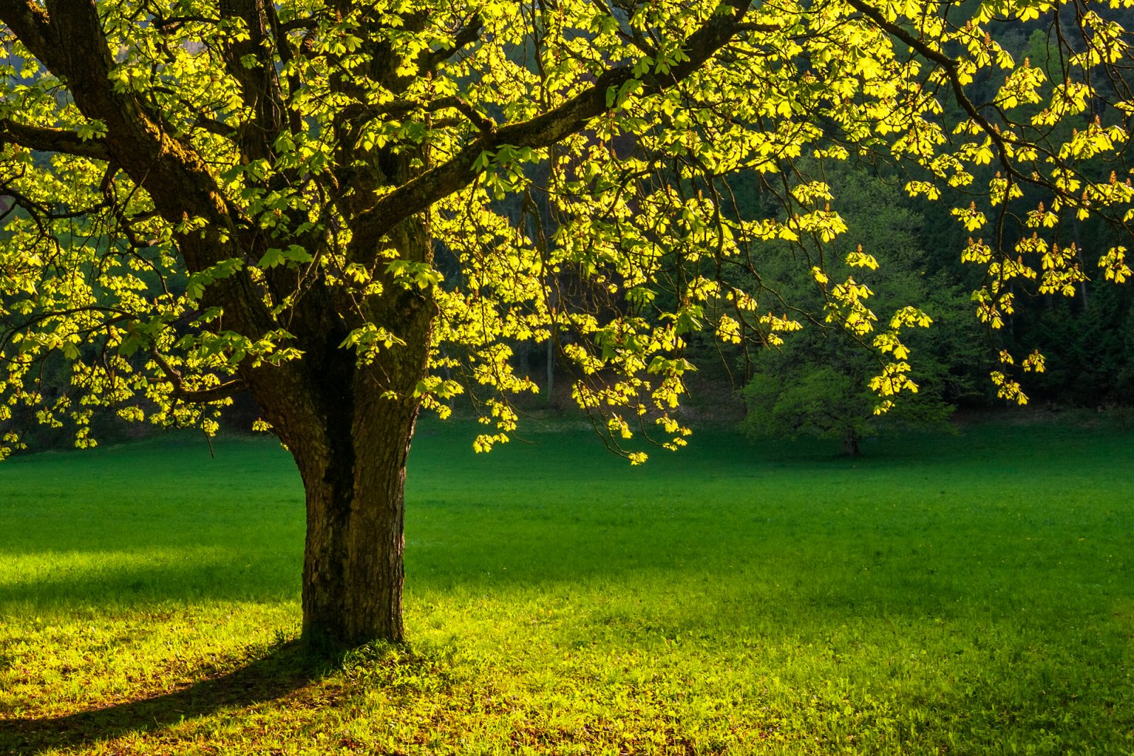 Promenade photographique