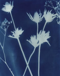 Atelier cyanotype - COMPLET